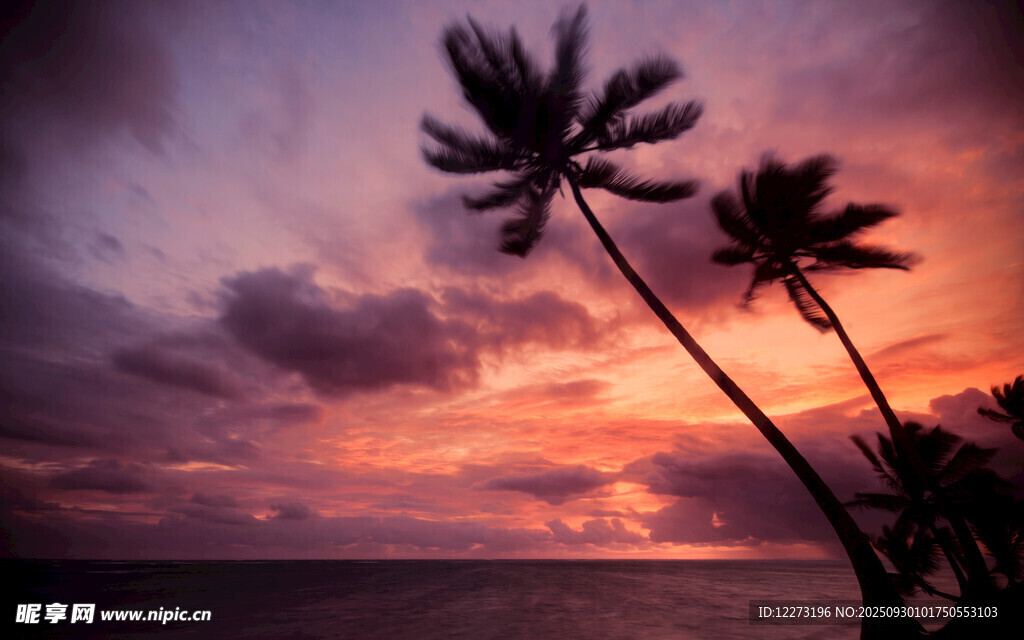 夕阳下的海边椰树美景