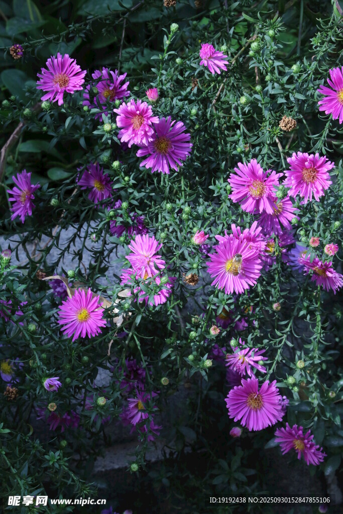 紫菀  