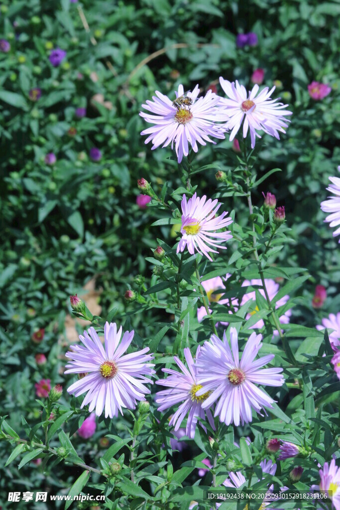 紫菀 