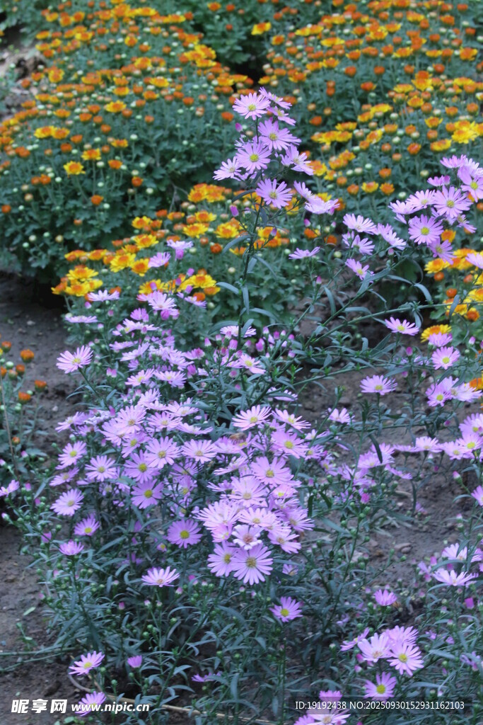 紫菀  