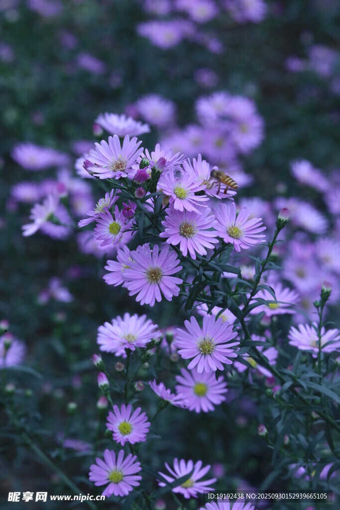 紫菀 