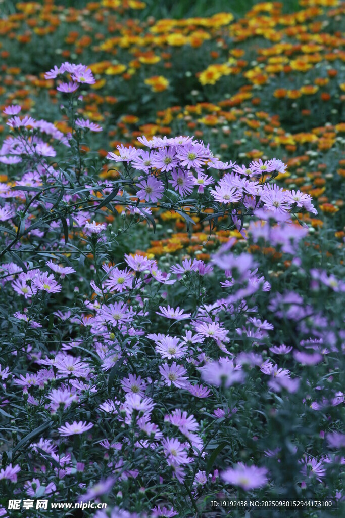 紫菀  