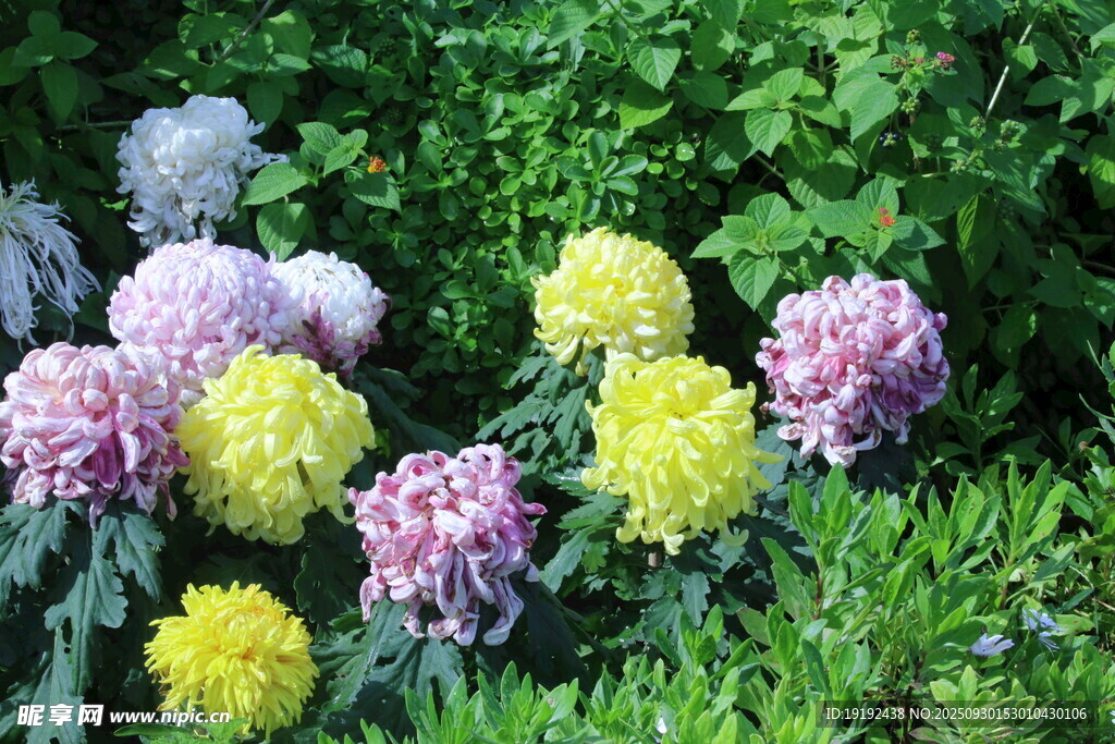 菊花  