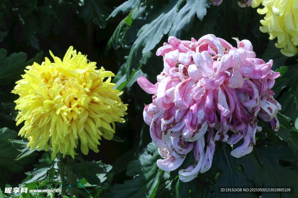 菊花  