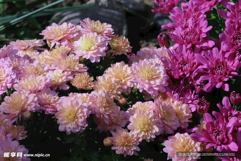 菊花  