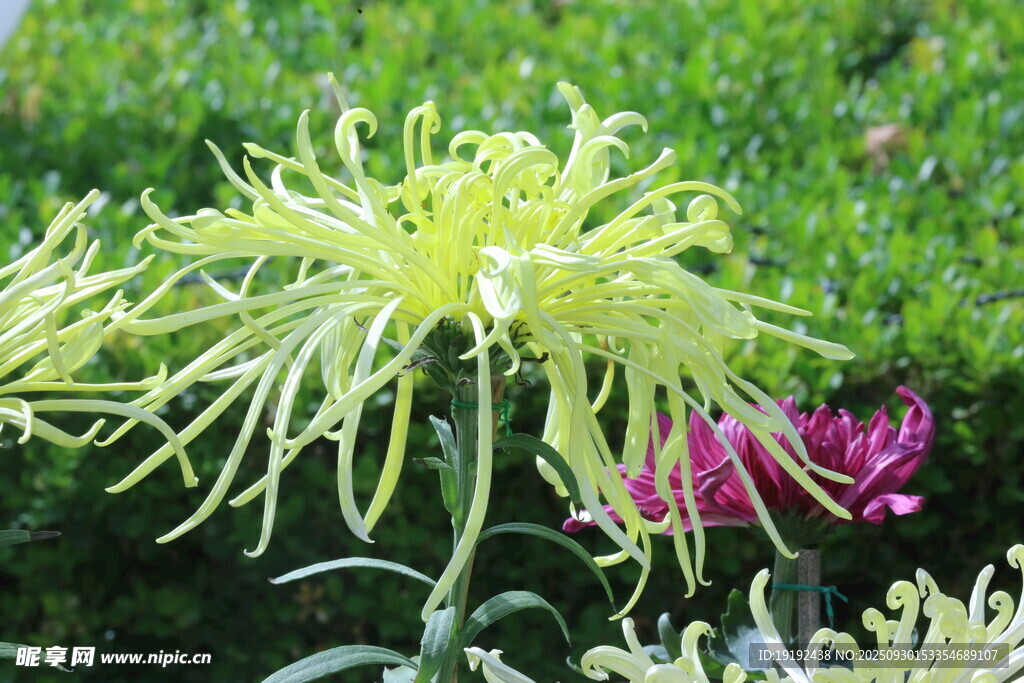 菊花  