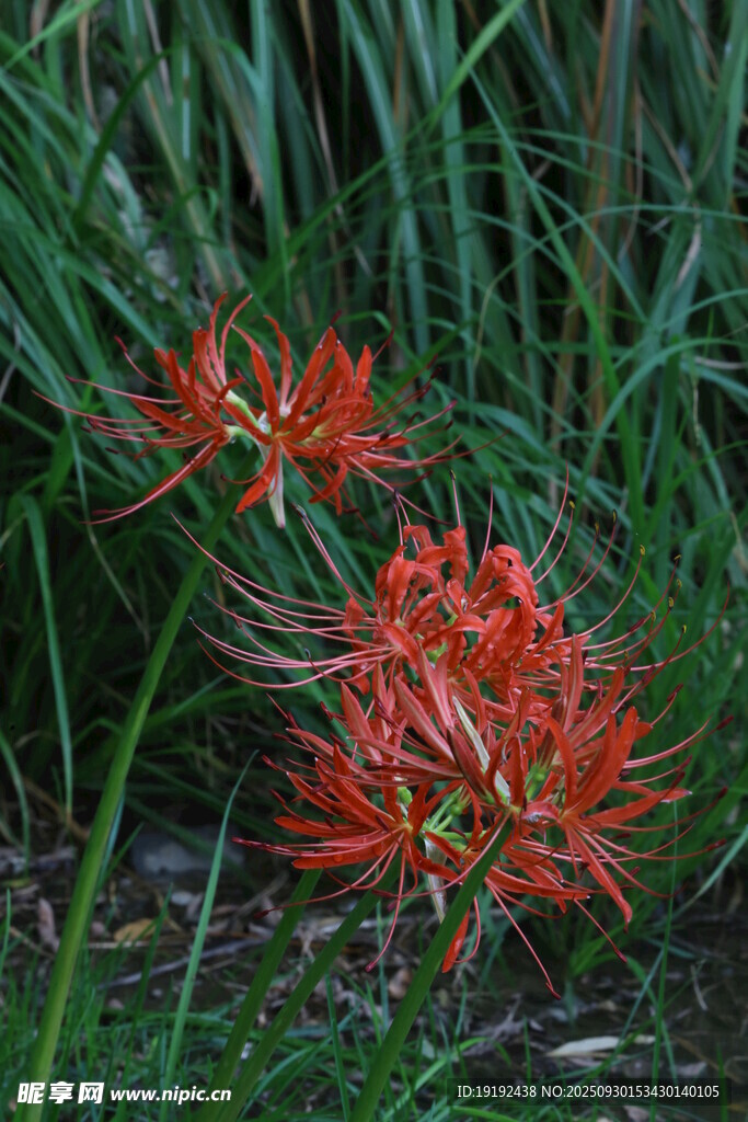 石蒜花 