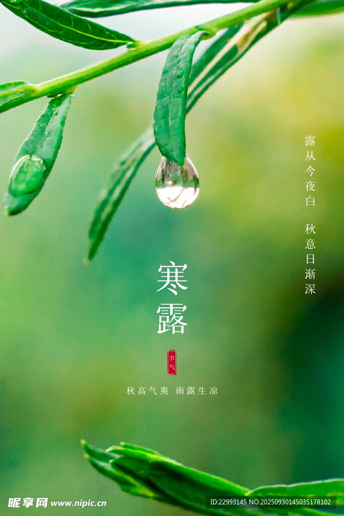 寒露时节枝头露珠景致