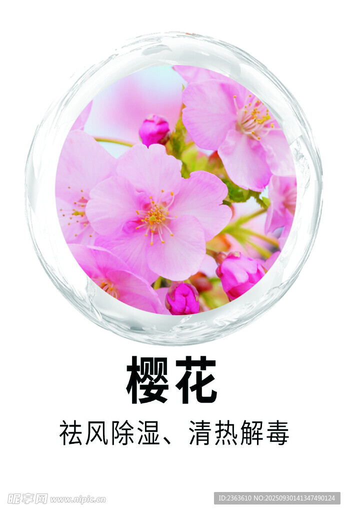樱花
