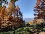 秋日山林