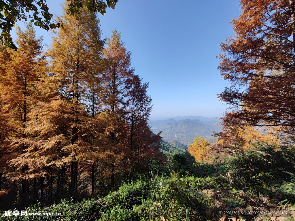 秋日山林