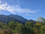 青山树林
