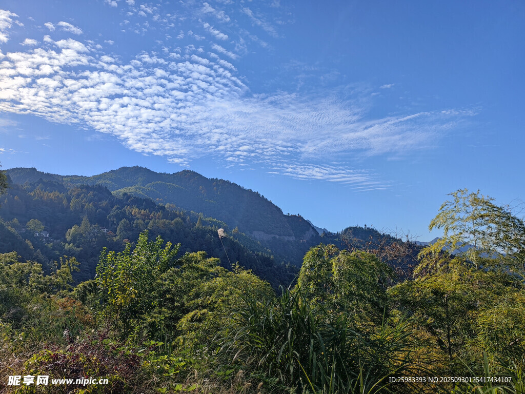 青山树林