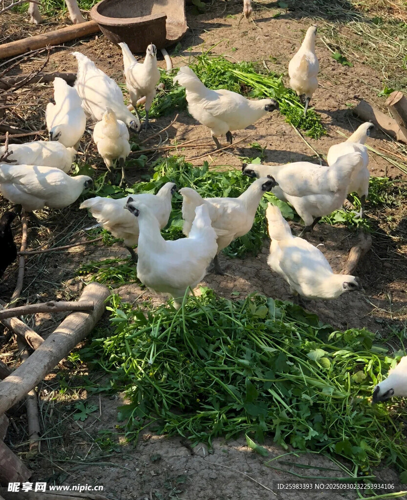 乌鸡