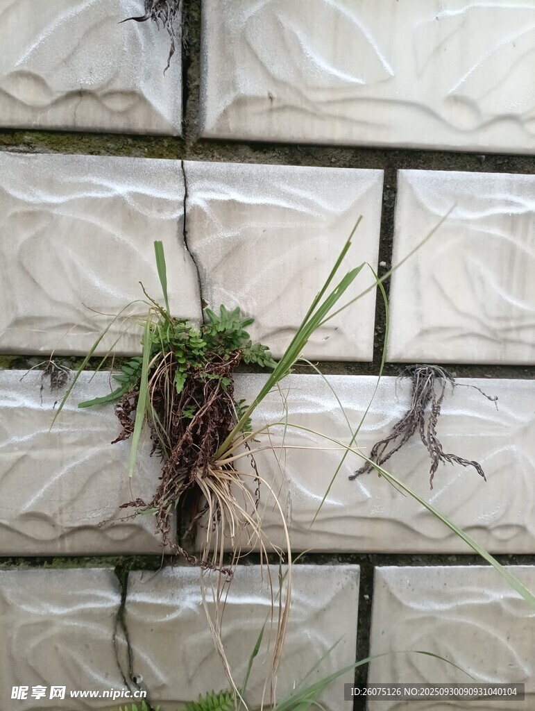 砖缝中顽强生长的小草