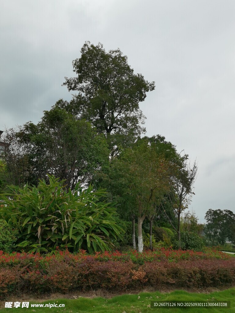 户外绿植景观
