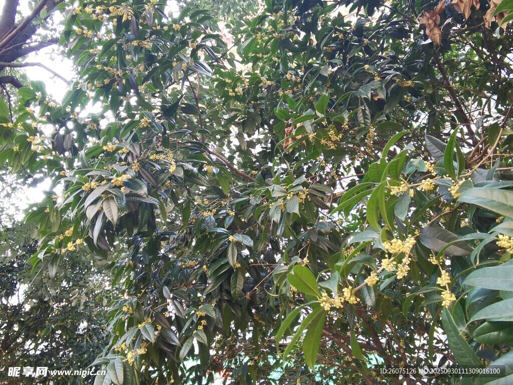 繁茂绿树展现自然生机