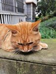 橘猫慵懒趴卧在石台