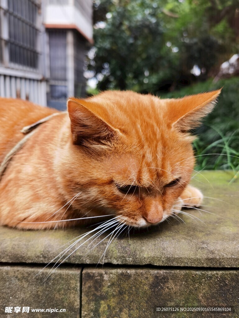 橘猫慵懒趴于石上
