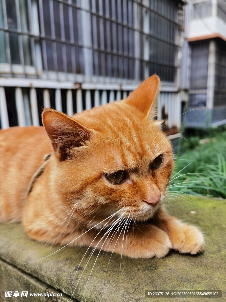 橘猫趴卧在户外石台