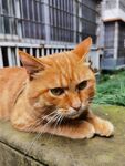 橘猫趴卧显慵懒