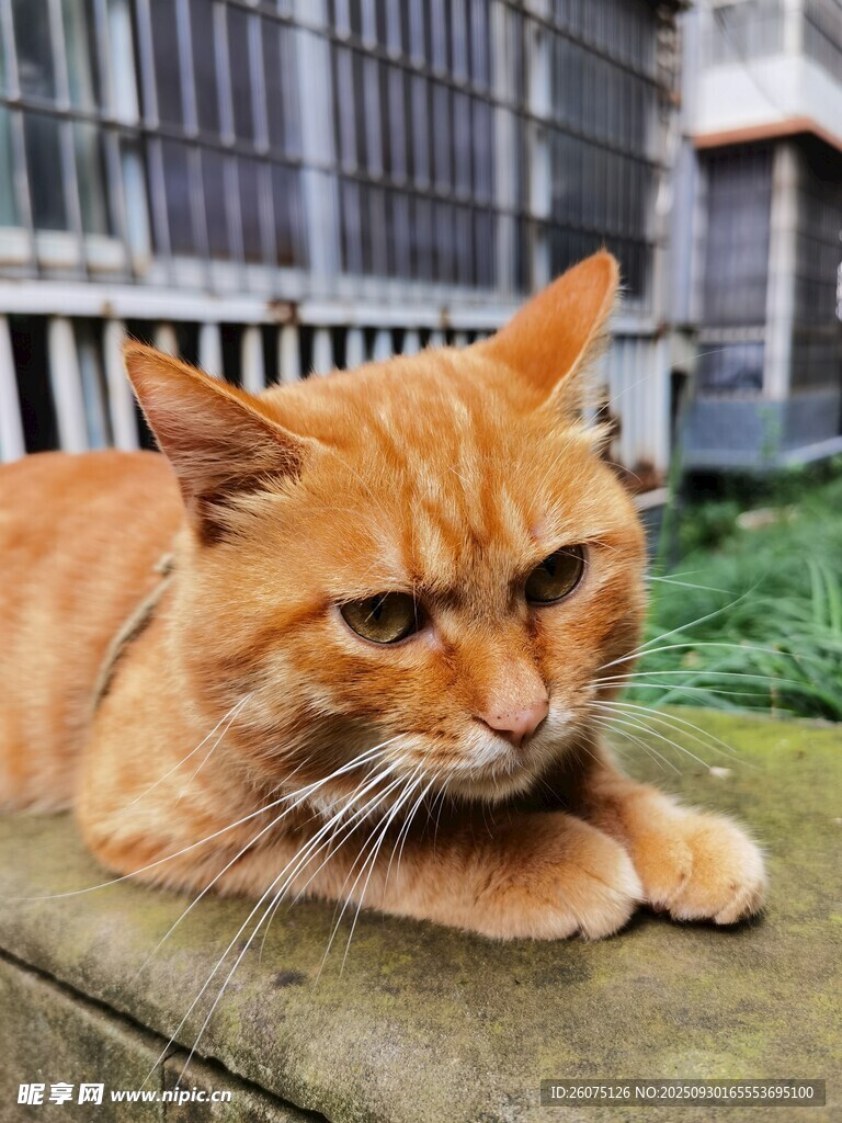 橘猫趴卧显慵懒