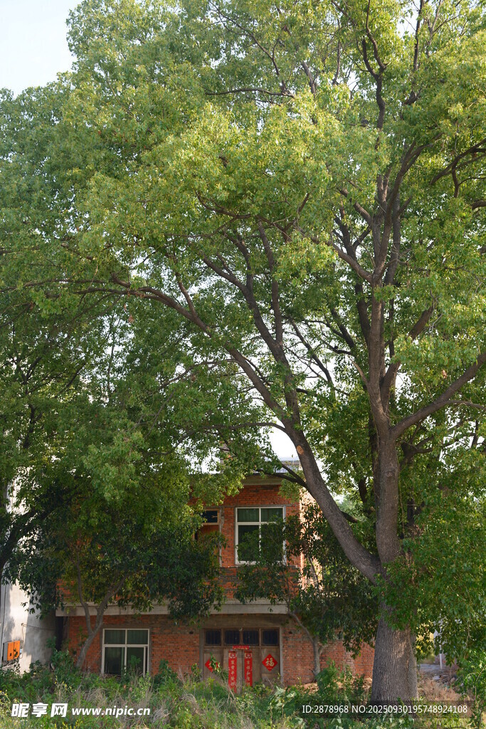 绿树掩映下的温馨小屋