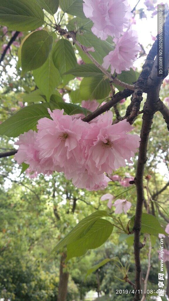 枝头绽放的粉嫩樱花