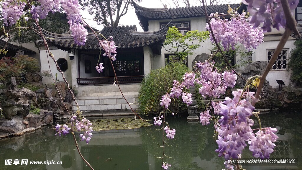 江南庭院 繁花映水之景