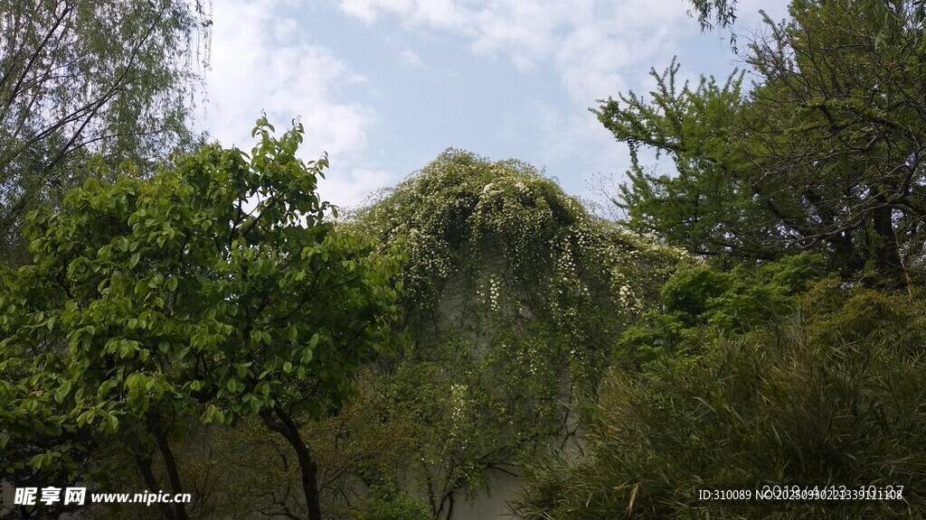 茂密树林中的自然景致