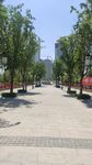 城市林荫步道景观
