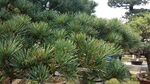 翠绿松树林景观