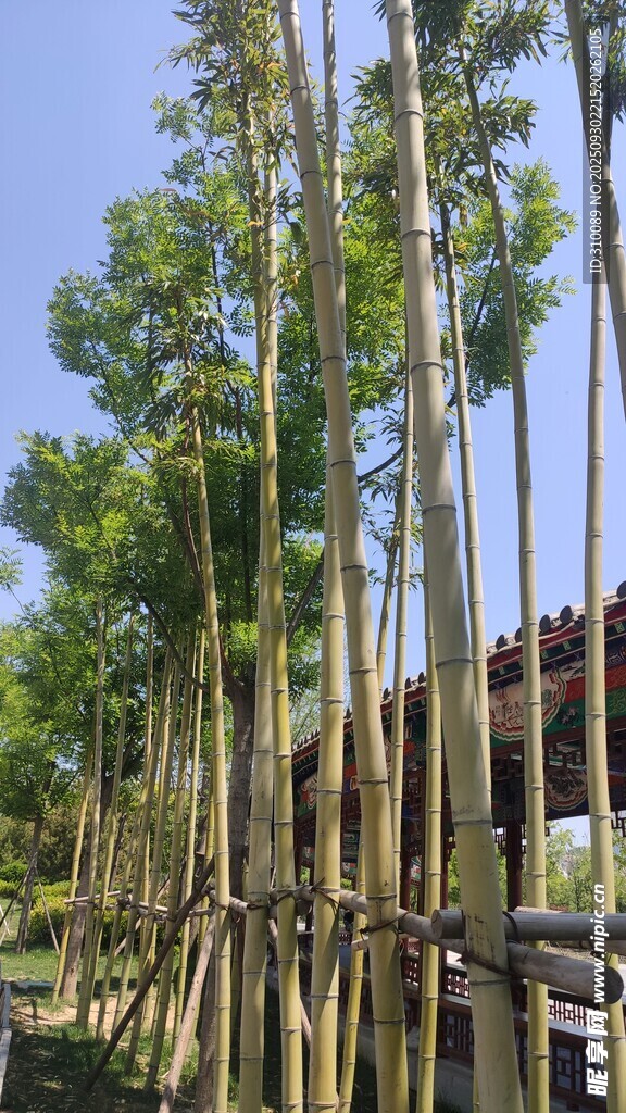 河畔竹林景观