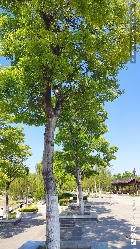 夏日绿树成荫的街道景观