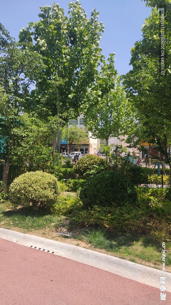 城市中的绿树与道路景观