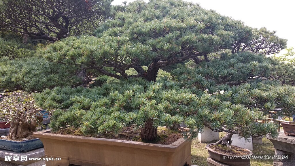 精致盆景展现自然之美