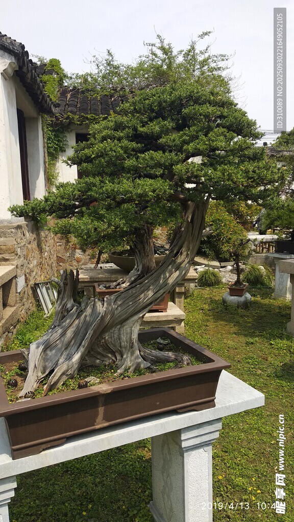 精致盆景展示独特造型