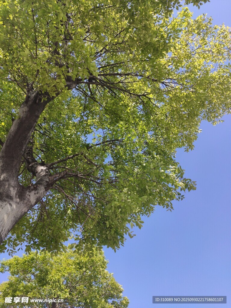 仰视葱郁大树与蓝天