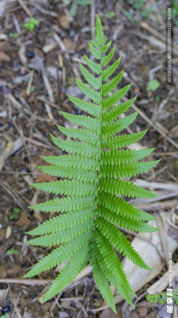 翠绿蕨类植物特写