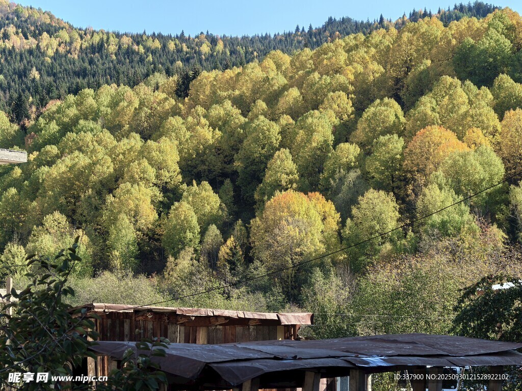 秋日山林