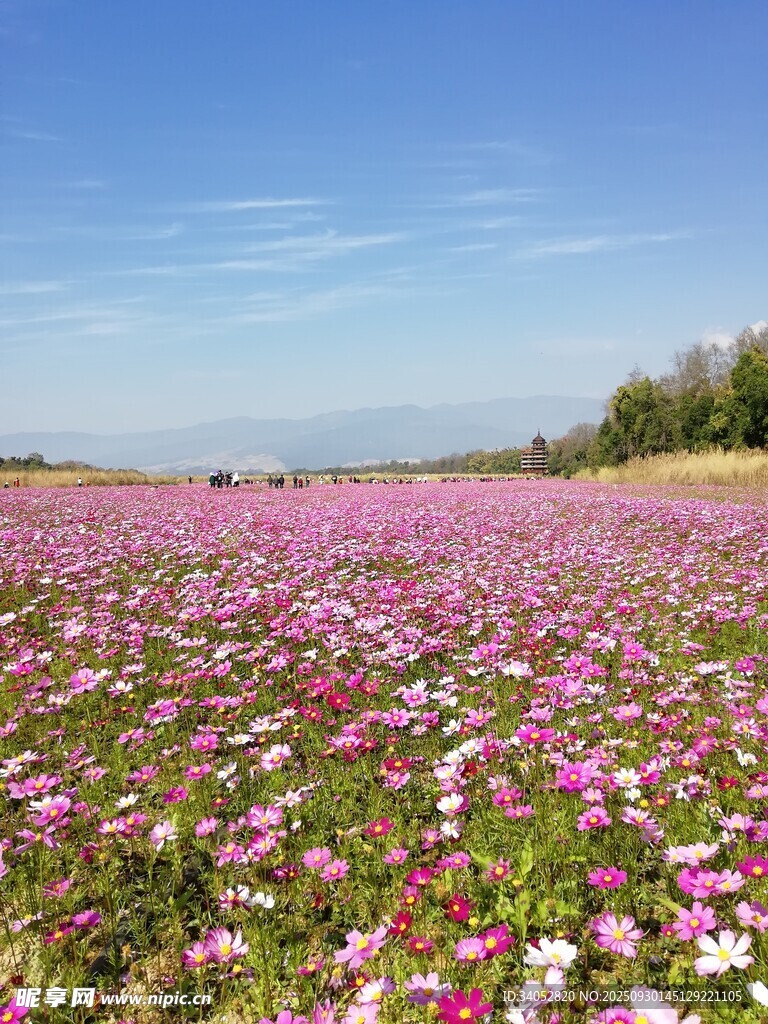 花海