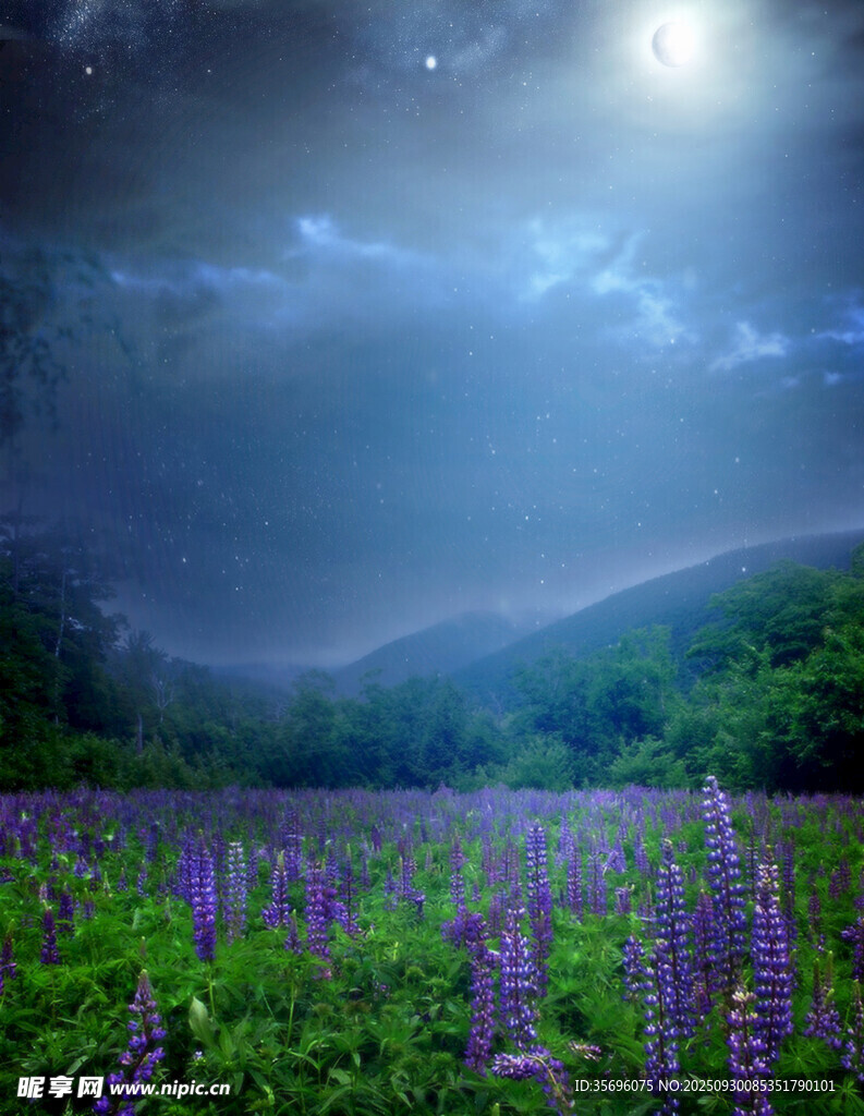 月夜下的紫色花海