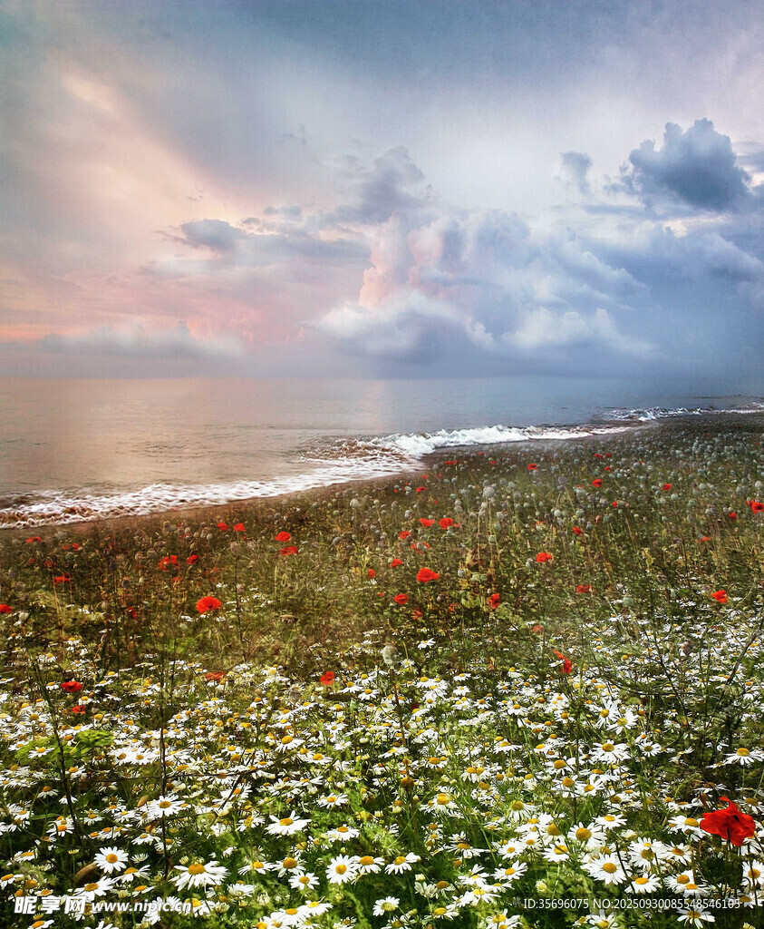海边花海美景