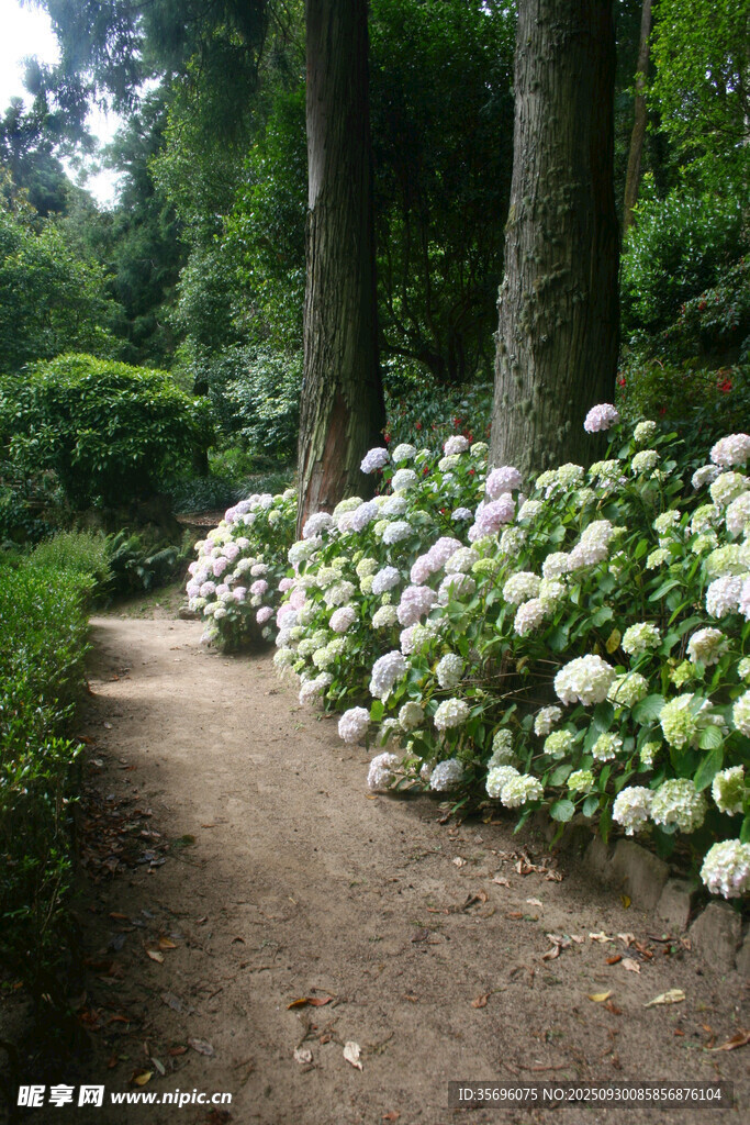 林间小径旁的绣球花美景