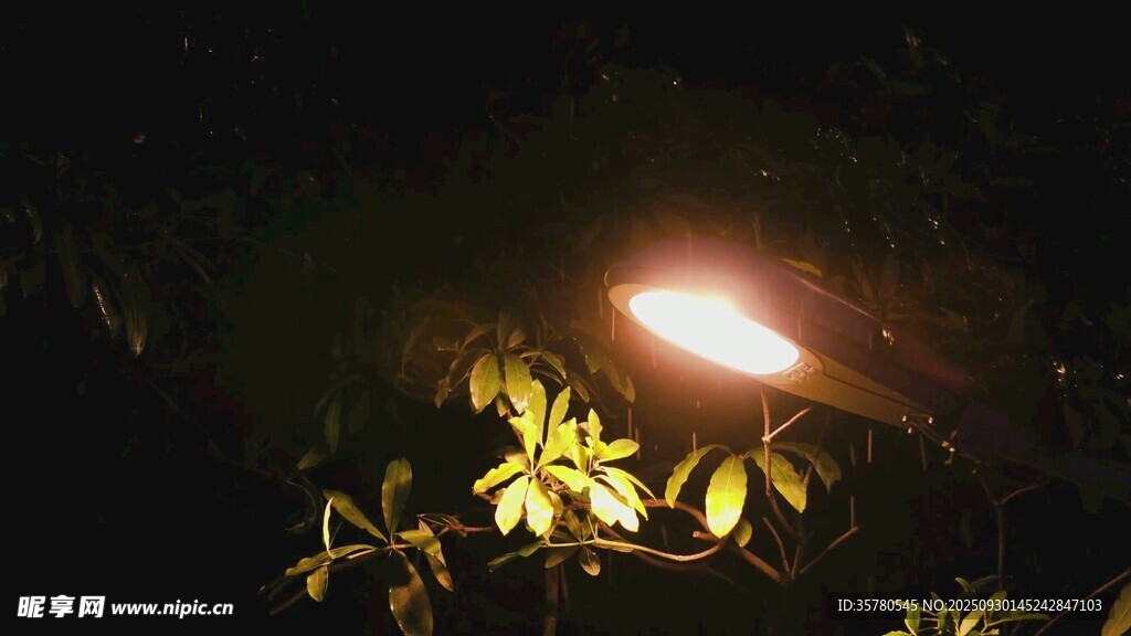 夜中手电照亮的翠绿叶片