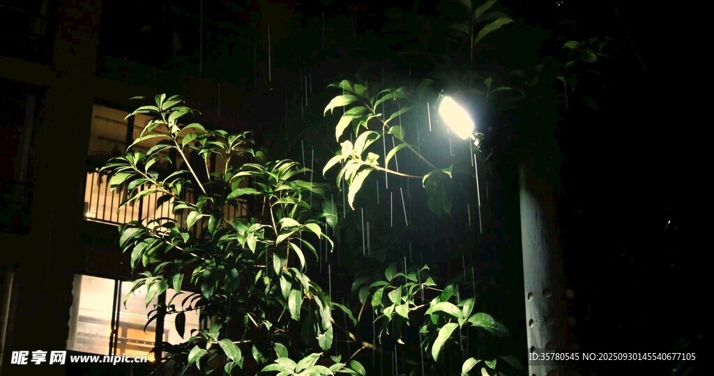 雨夜中灯光下的绿植