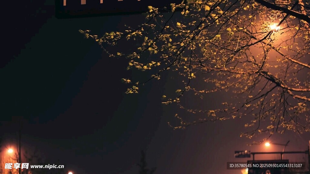 夜色中繁花满树的路灯景