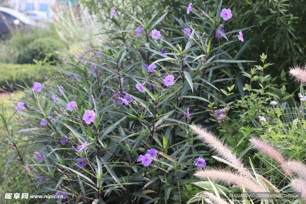 蓝花草