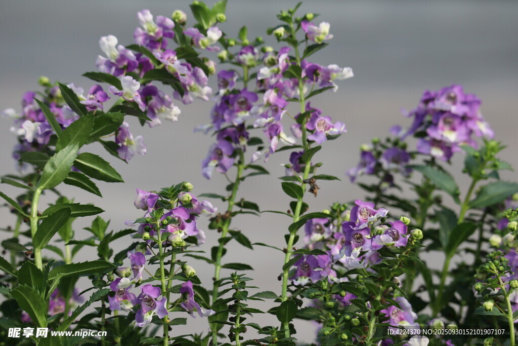 天使花