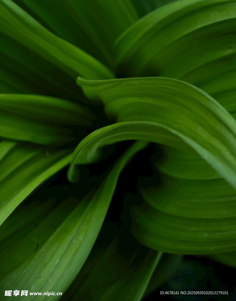 翠绿舒展的植物叶片